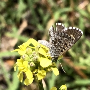 Lucia limbaria at Jerrabomberra, NSW - 6 Jan 2019 01:40 PM