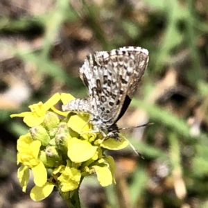 Lucia limbaria at Jerrabomberra, NSW - 6 Jan 2019 01:40 PM