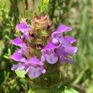 Prunella vulgaris at Paddys River, ACT - 6 Jan 2019 01:20 PM