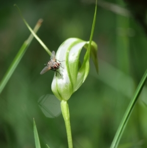 Pterostylis falcata at Paddys River, ACT - suppressed