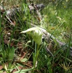 Pterostylis falcata at Paddys River, ACT - suppressed