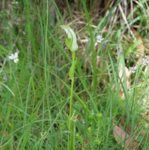 Pterostylis falcata at Paddys River, ACT - suppressed