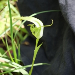 Pterostylis falcata at Paddys River, ACT - suppressed