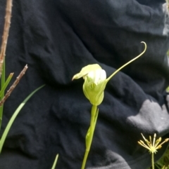 Pterostylis falcata at Paddys River, ACT - suppressed