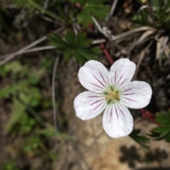 Geranium neglectum (Red-stemmed Cranesbill) at Paddys River, ACT - 6 Jan 2019 by RWPurdie