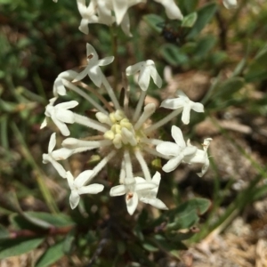 Pimelea treyvaudii at Paddys River, ACT - 6 Jan 2019 01:29 PM