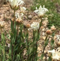 Pimelea treyvaudii at Paddys River, ACT - 6 Jan 2019 01:29 PM