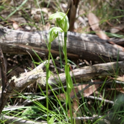 Pterostylis monticola (Large Mountain Greenhood) at Paddys River, ACT - 5 Jan 2019 by MattM
