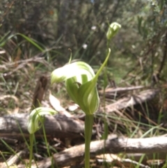 Pterostylis monticola at Paddys River, ACT - suppressed