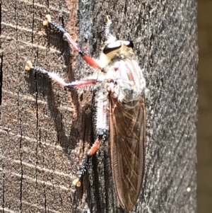 Neoaratus hercules at Fraser, ACT - 6 Jan 2019