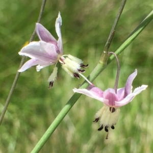 Arthropodium milleflorum at Paddys River, ACT - 6 Jan 2019