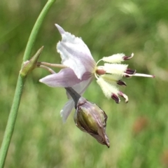 Arthropodium milleflorum at Paddys River, ACT - 6 Jan 2019