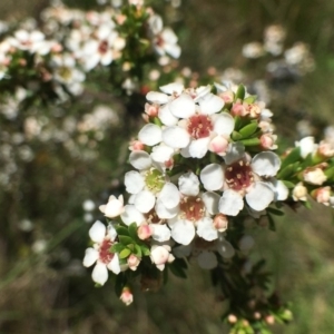 Baeckea utilis at Paddys River, ACT - 6 Jan 2019