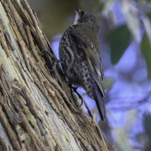 Cormobates leucophaea at Majura, ACT - 31 Dec 2018