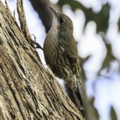 Cormobates leucophaea at Majura, ACT - 31 Dec 2018 07:37 AM