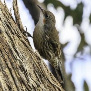 Cormobates leucophaea at Majura, ACT - 31 Dec 2018