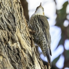 Cormobates leucophaea at Majura, ACT - 31 Dec 2018