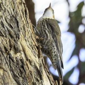 Cormobates leucophaea at Majura, ACT - 31 Dec 2018 07:37 AM