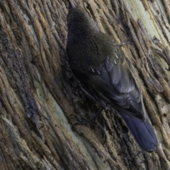 Cormobates leucophaea at Majura, ACT - 31 Dec 2018