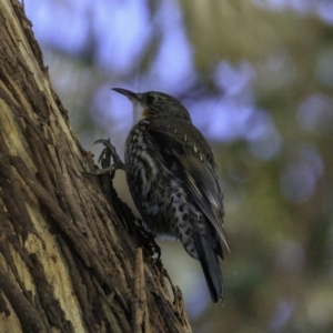 Cormobates leucophaea at Majura, ACT - 31 Dec 2018 07:37 AM