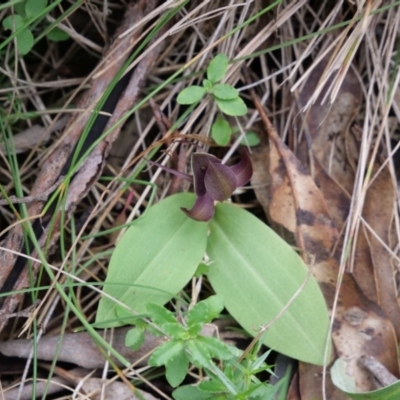 Chiloglottis valida (Large Bird Orchid) at Paddys River, ACT - 6 Jan 2019 by MattM