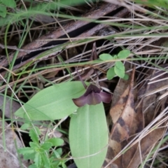 Chiloglottis valida at Paddys River, ACT - suppressed