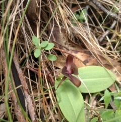 Chiloglottis valida at Paddys River, ACT - suppressed