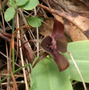 Chiloglottis valida at Paddys River, ACT - suppressed