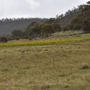 Hypericum perforatum at Rendezvous Creek, ACT - 16 Dec 2018