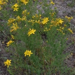 Hypericum perforatum at Rendezvous Creek, ACT - 16 Dec 2018