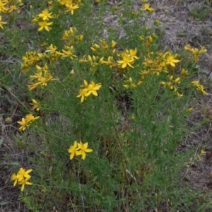 Hypericum perforatum at Rendezvous Creek, ACT - 16 Dec 2018 02:54 PM