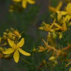 Hypericum perforatum at Rendezvous Creek, ACT - 16 Dec 2018 02:54 PM