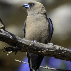 Artamus cyanopterus (Dusky Woodswallow) at Majura, ACT - 31 Dec 2018 by BIrdsinCanberra