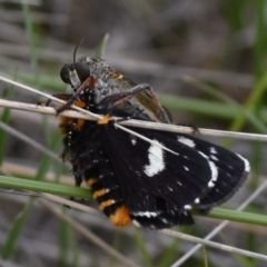 Phalaenoides tristifica (Willow-herb Day-moth) at Namadgi National Park - 16 Dec 2018 by jmcleod