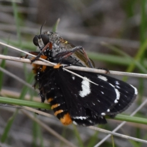 Phalaenoides tristifica at Rendezvous Creek, ACT - 16 Dec 2018