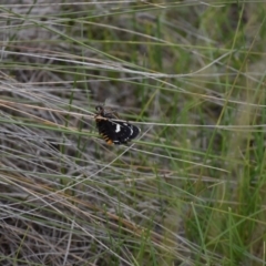 Phalaenoides tristifica at Rendezvous Creek, ACT - 16 Dec 2018