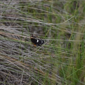 Phalaenoides tristifica at Rendezvous Creek, ACT - 16 Dec 2018