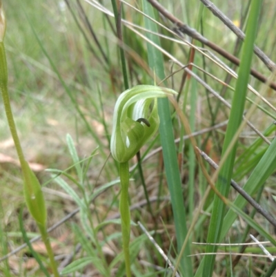 Pterostylis monticola (Large Mountain Greenhood) at Paddys River, ACT - 6 Jan 2019 by MattM