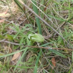 Pterostylis monticola at Paddys River, ACT - suppressed