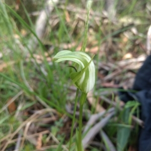 Pterostylis monticola at Paddys River, ACT - 6 Jan 2019