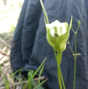 Pterostylis monticola at Paddys River, ACT - suppressed