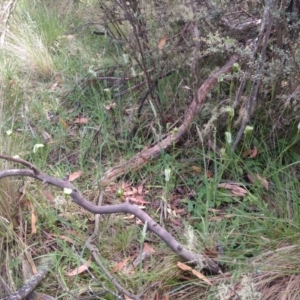 Pterostylis monticola at Paddys River, ACT - suppressed