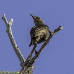 Sturnus vulgaris (Common Starling) at Majura, ACT - 30 Dec 2018 by BIrdsinCanberra