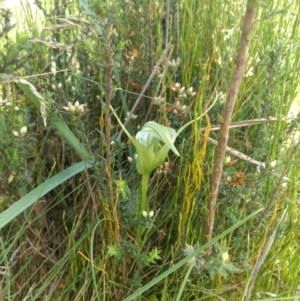 Pterostylis falcata at Paddys River, ACT - 6 Jan 2019