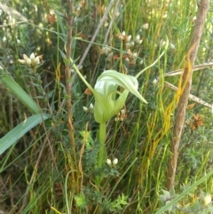 Pterostylis falcata at Paddys River, ACT - 6 Jan 2019