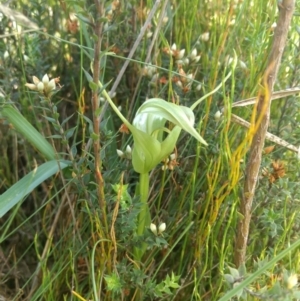 Pterostylis falcata at Paddys River, ACT - 6 Jan 2019