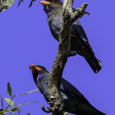 Eurystomus orientalis (Dollarbird) at Majura, ACT - 30 Dec 2018 by BIrdsinCanberra