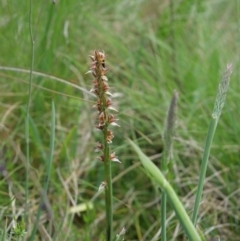 Paraprasophyllum canaliculatum (Summer Leek Orchid) by MattM