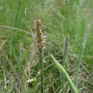 Paraprasophyllum canaliculatum at suppressed - 5 Jan 2019