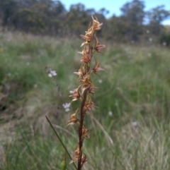 Paraprasophyllum canaliculatum at suppressed - 5 Jan 2019